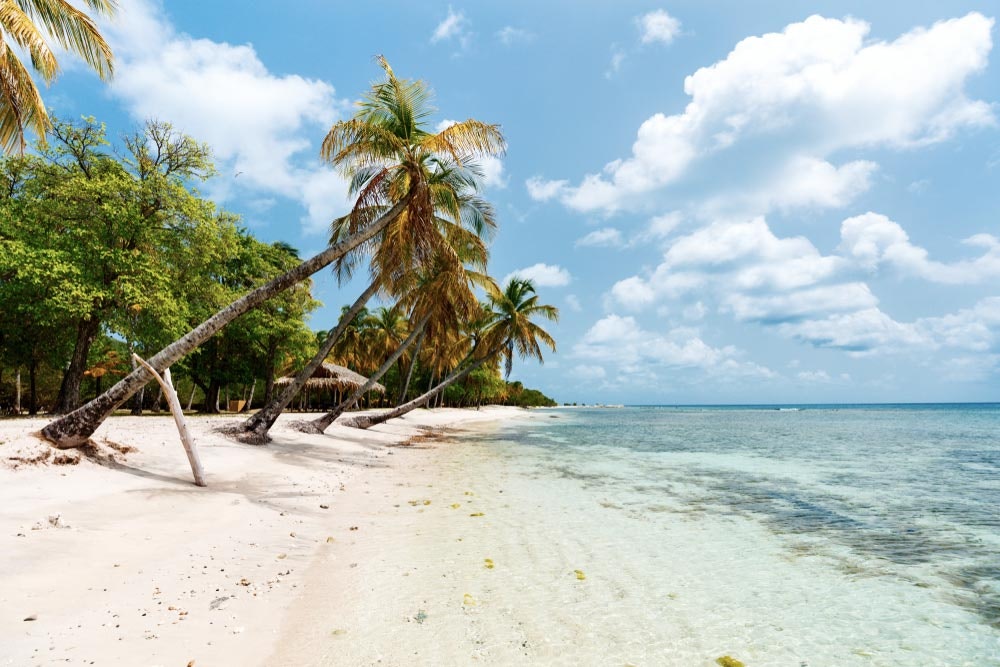 Karibischer Strand mit weißen Sand und Palmen auf der Insel Mustique