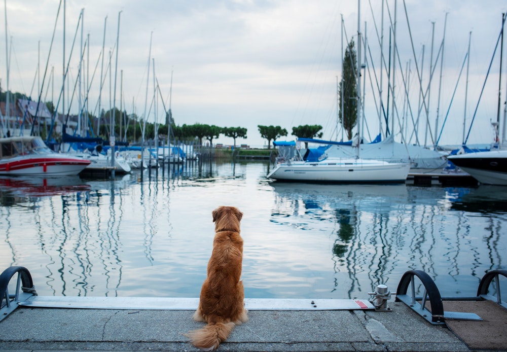 Pas na pristaništu u marini gleda dolje u usidrene brodove