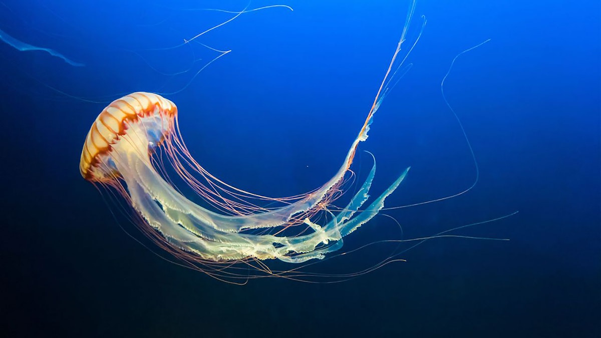 Co byste měli vědět o medúzách ve Středozemním moři
