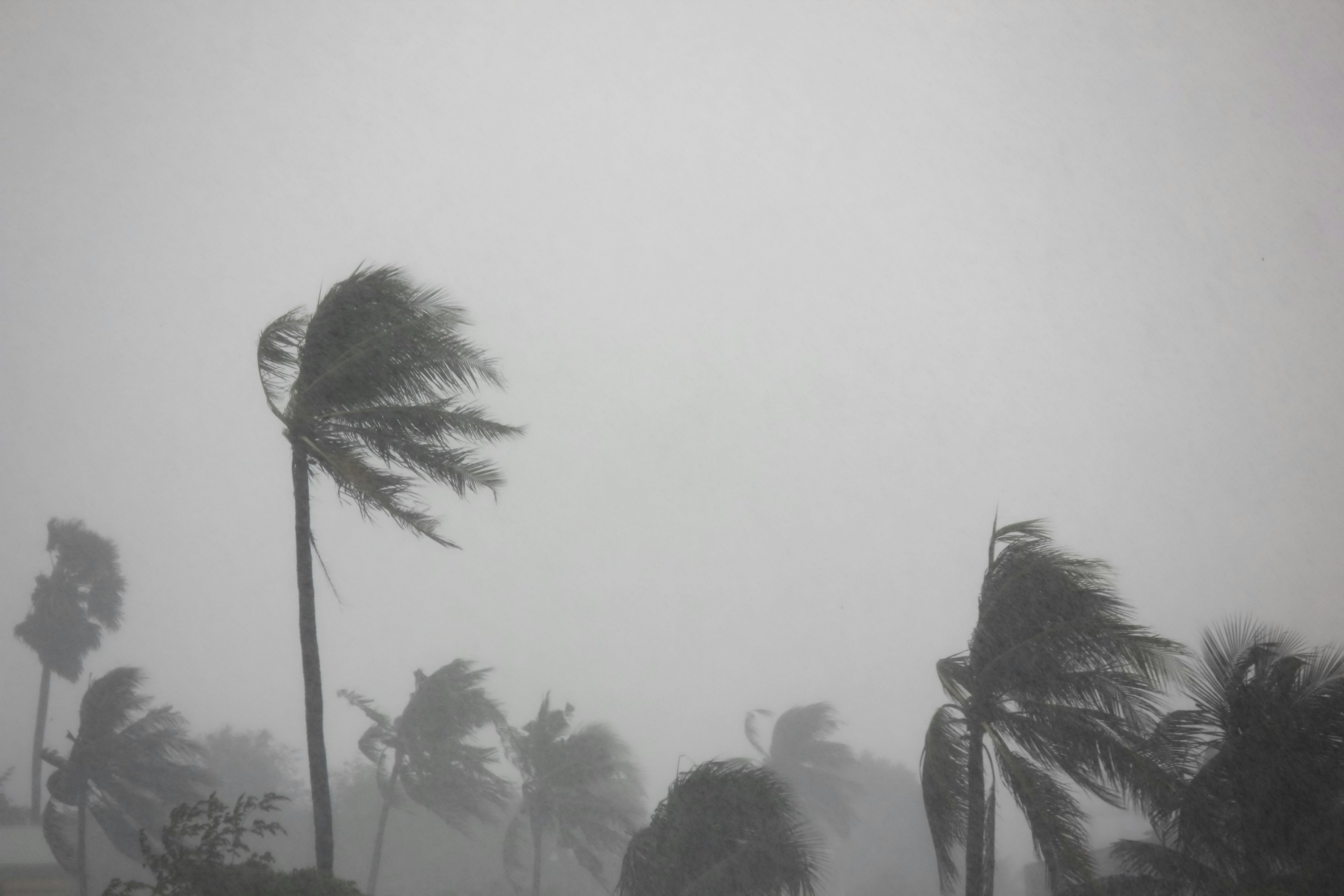 Palme piegate dal forte vento e dalla tempesta di un tornado in arrivo