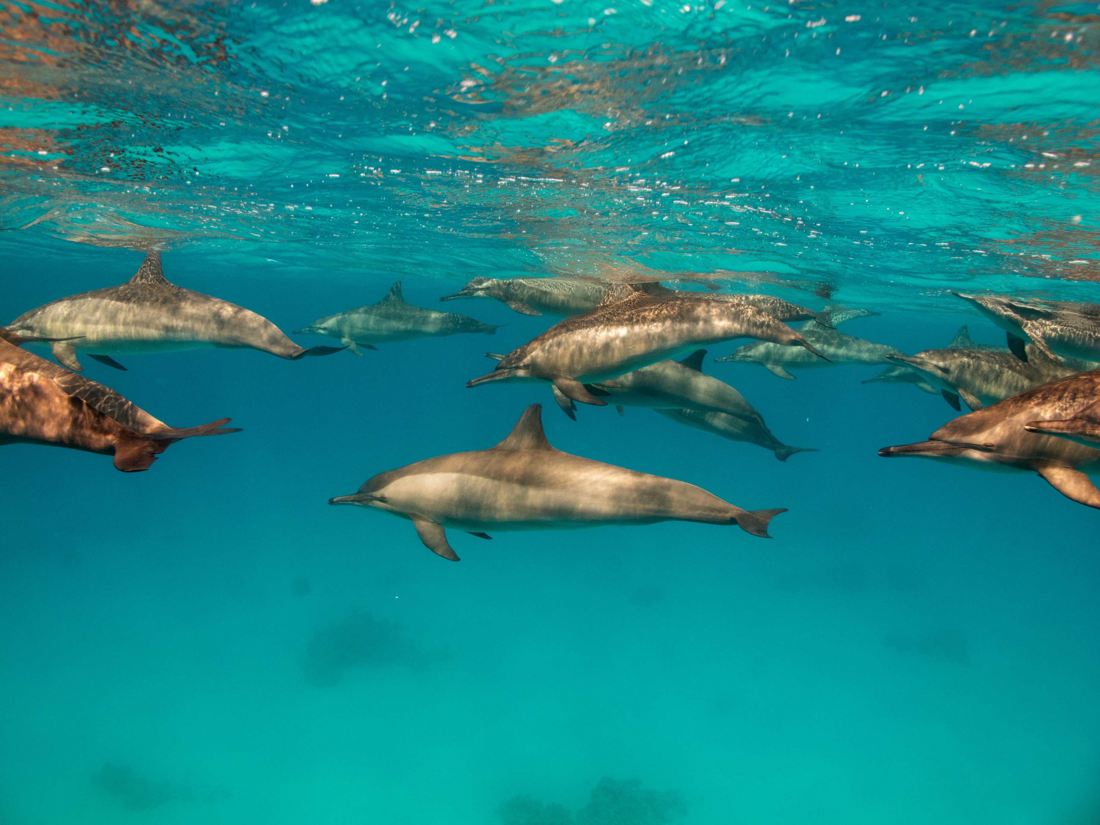 Dykning med delfiner, mantarockor, valhajar och ibland även valar.