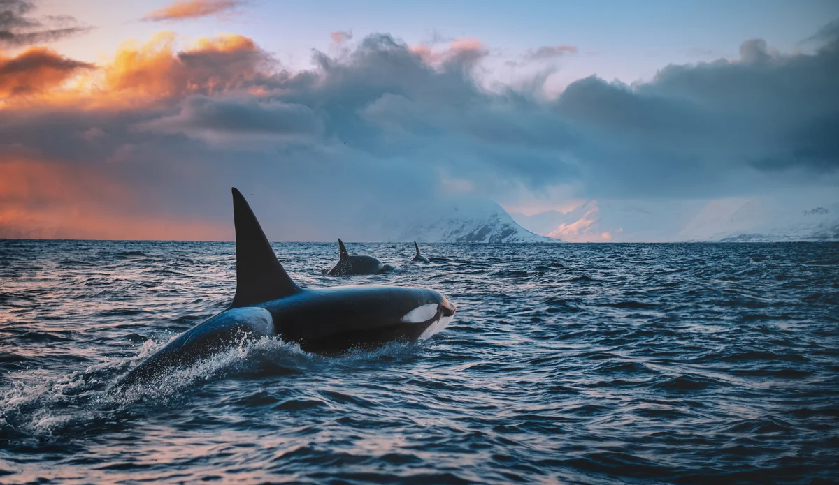 Killerwale Greifen An Orcas Versenken Segelboot Vor Portugals Küste - 6e9i8j1