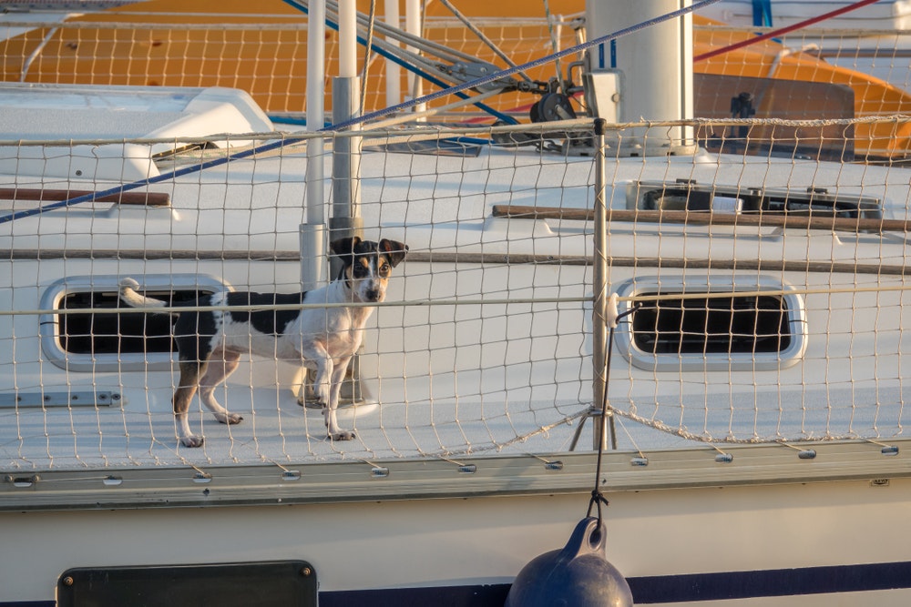 La rete di sicurezza sulla barca, dietro la quale si trova il cane, serve per la sicurezza dei bambini e dei cani.