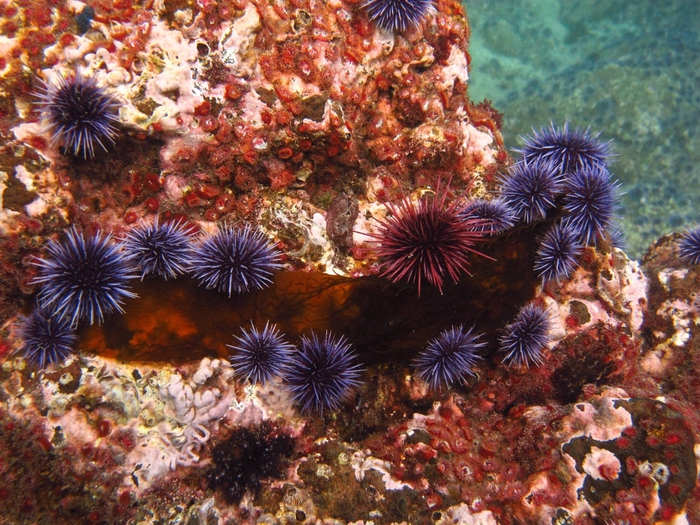 Фиолетовый и красный морские ежи едят кусочек водорослей.