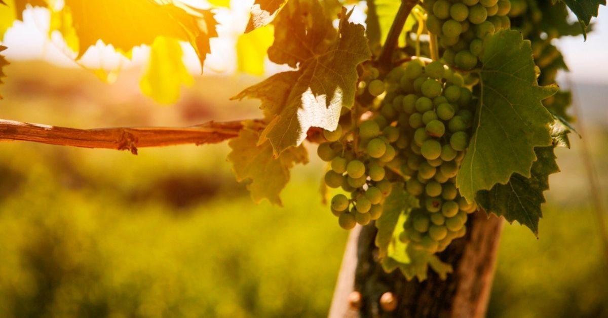 Kroatian parhaat viinitilat ja viinitilat