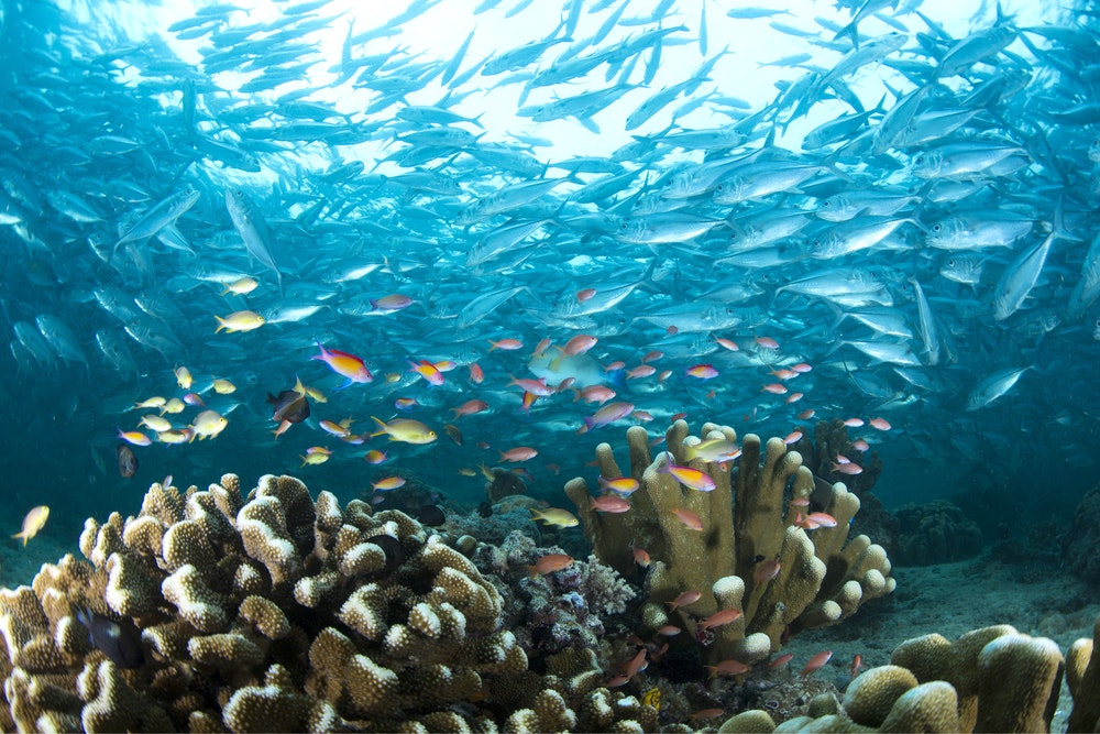 Vita subacquea variopinta, banco di Trevalli giganti al largo dell'isola di Sipadan, Malesia