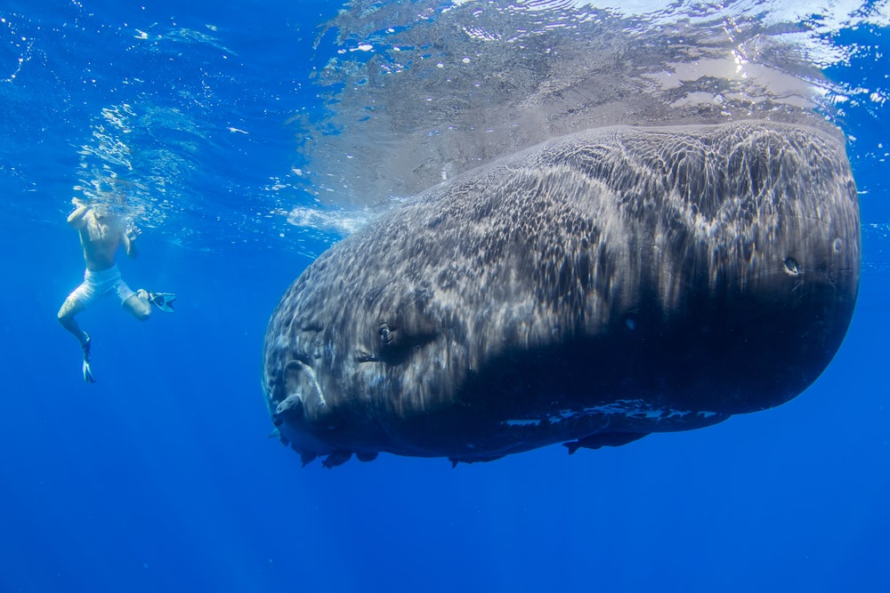 A snorkeler who found himself in close proximity to a majestic sperm whale