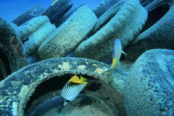 Car tyres dumped on coral reef in sea