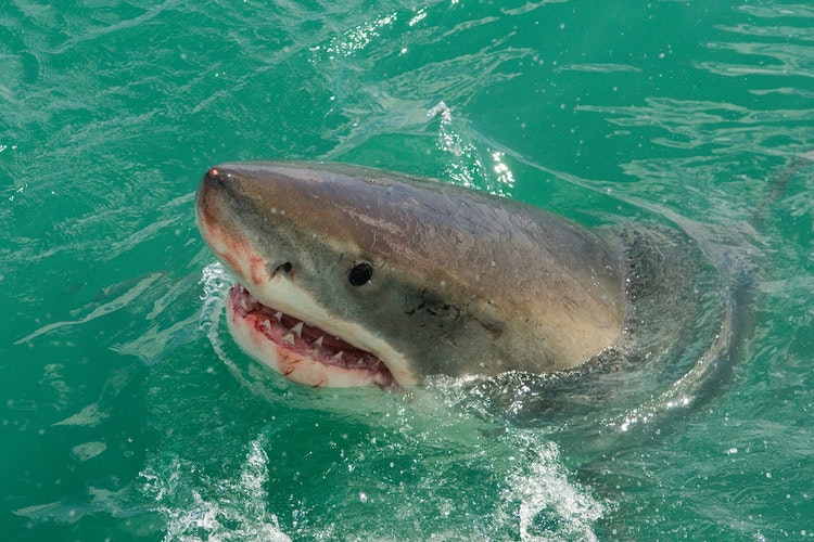 De witte haai gebruikt zowel de jacht als de observatie aan de oppervlakte