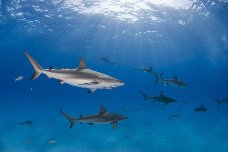 Hajen är en skyddad art och angriper aldrig människor utan anledning