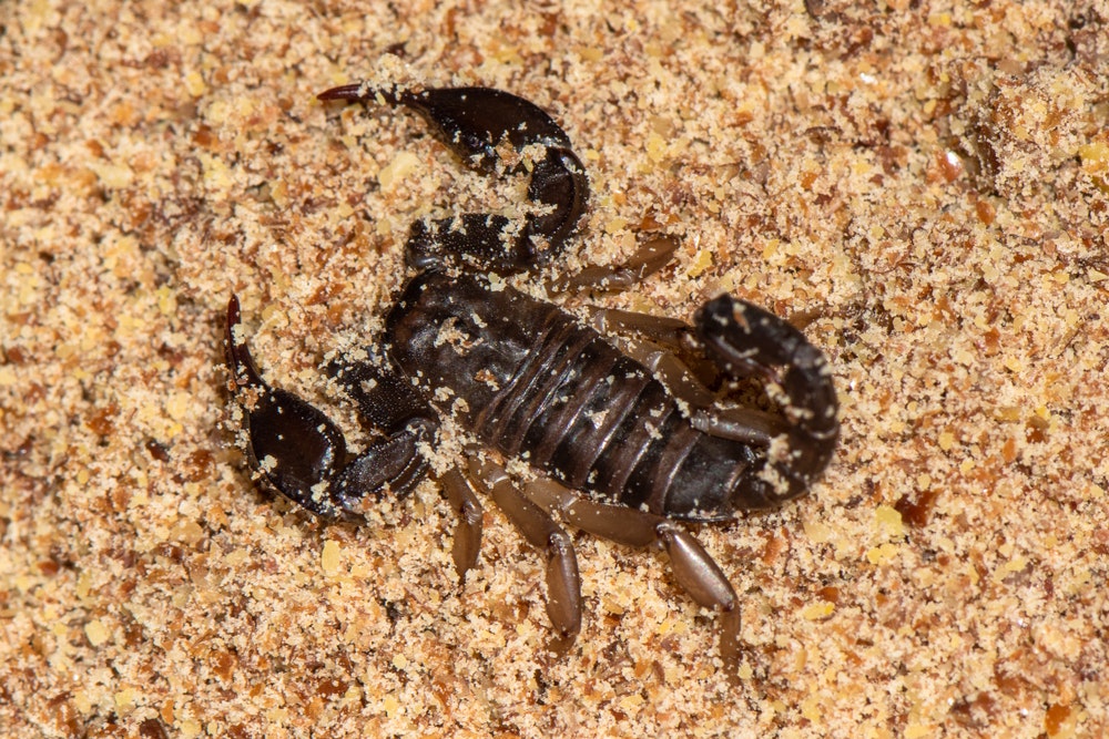 Itālijas skorpionzivs (Euscorpius italicus) ir sastopama Adrijas jūras reģionā Itālijā un Horvātijā.