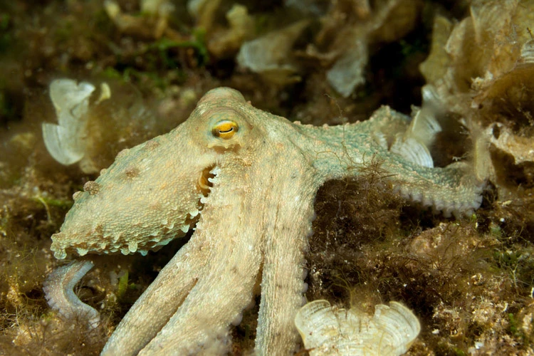 Bei der Insel Sušac sind auch Kraken zu beobachten 