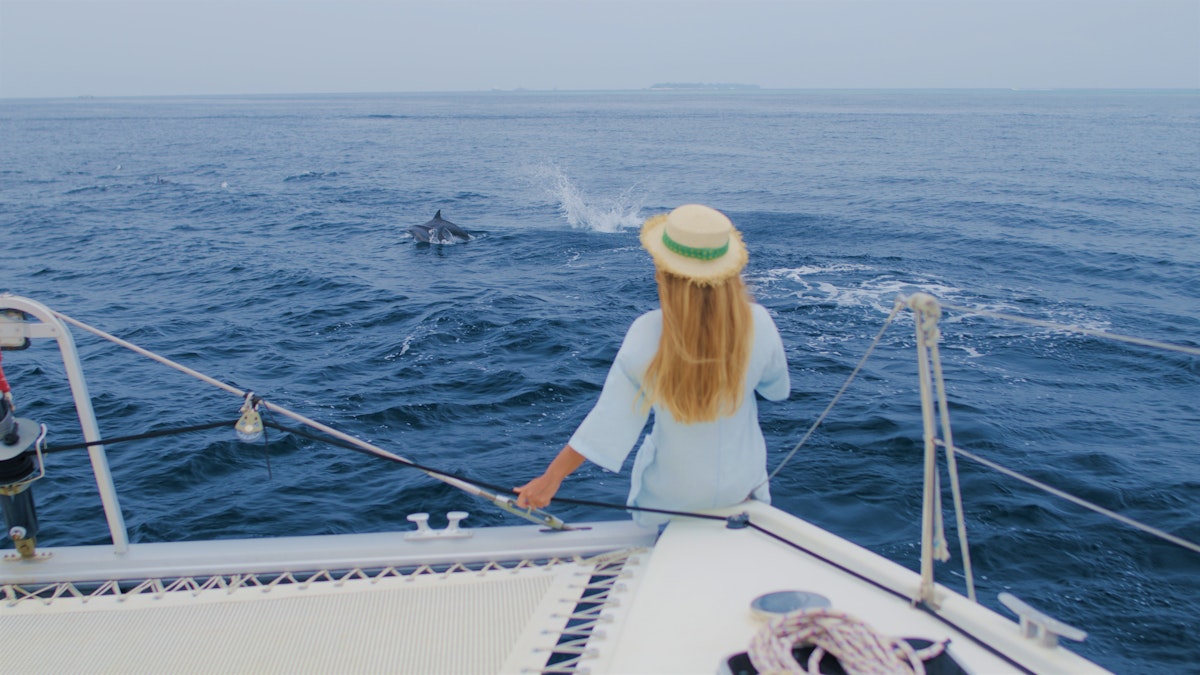 Ein magisches Sommererlebnis: Wo kann man mit Delfinen und Walen segeln? 