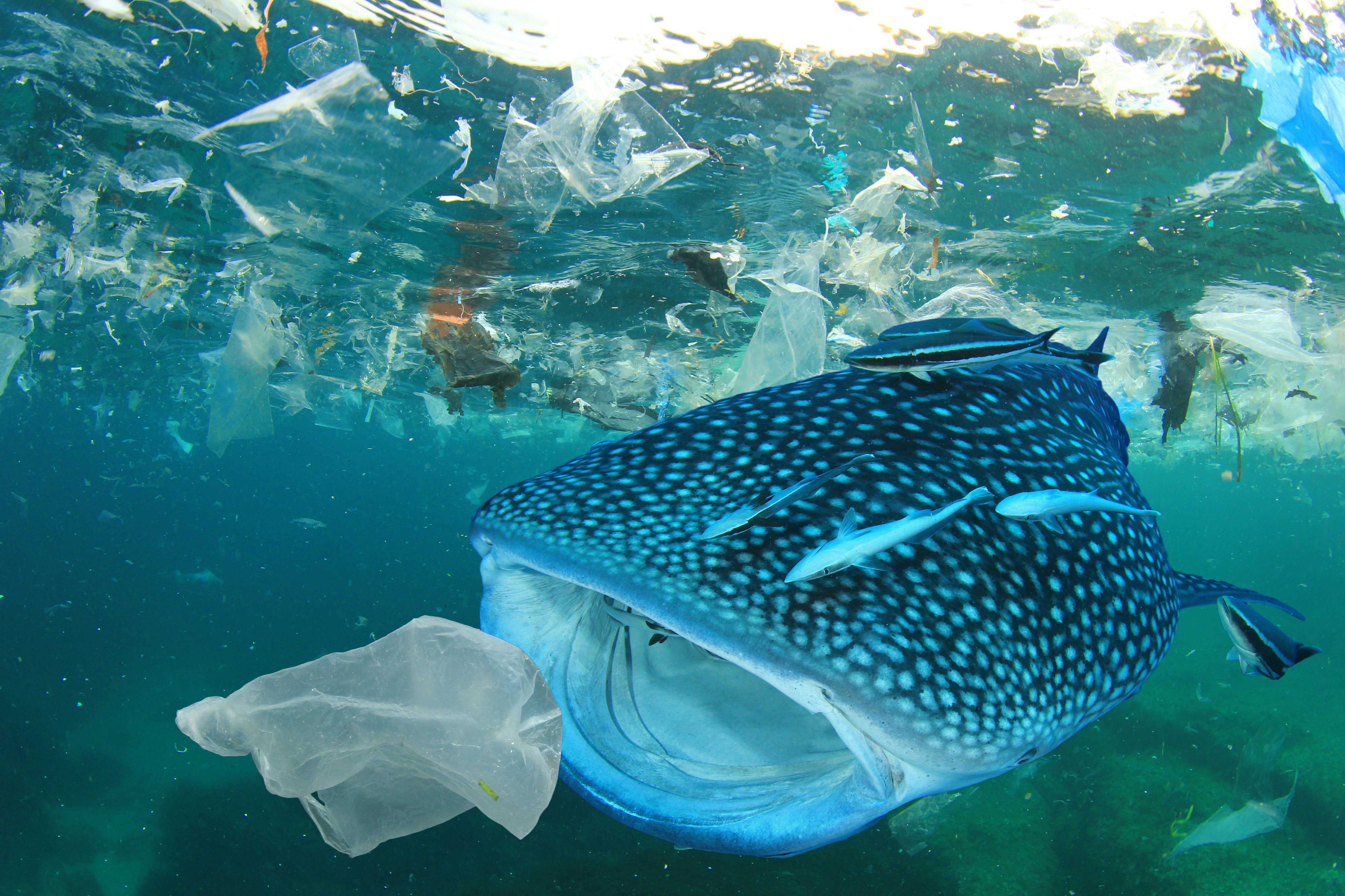 Microplastics are taken up by marine animals at all levels of the food chain, from plankton to large predators.