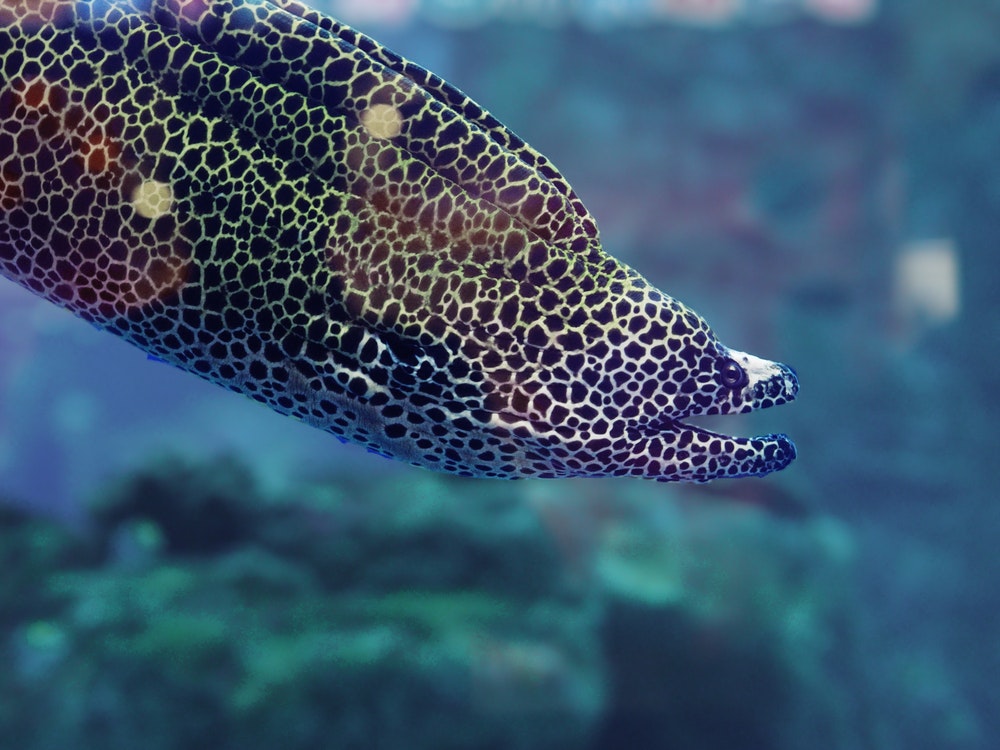 Een vis murena onder water.